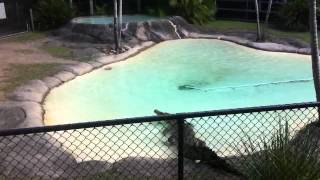 Australia Zoo Crocodile Demonstration [upl. by Sholem967]