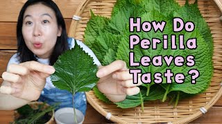 WHAT ARE SHISO PERILLA LEAVES   New Ingredient Mondays [upl. by Collier]