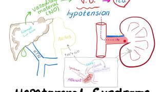 Hepatorenal Syndrome mechanism [upl. by Gnilrad]