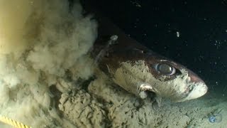 Alien Sharks Dogfish and Sleeper Shark [upl. by Stortz]