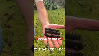 Core Lawn Aeration  Do This NOW [upl. by Ynnelg]