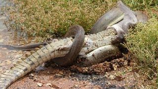 Snake Eats Crocodile Alive  Caught On Camera [upl. by Ganley]