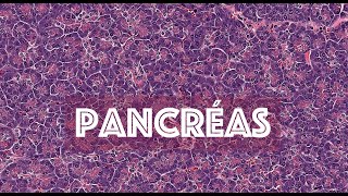 LE PANCREAS partie 1  HISTOLOGIE [upl. by Mauldon]