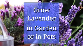 When Why and How to Prune Lavender [upl. by Snider682]