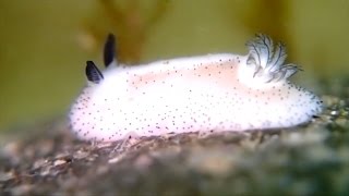 These Strange Slugs are the Bunnies of the Sea [upl. by Emoreg]