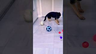 When your puppy cant decide which ball to play with 🐶⚽️🎾 [upl. by Hepzi]