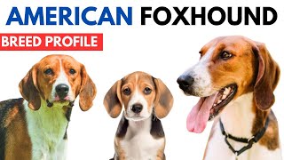 American Foxhound Breed Profile History  Price  Traits American Foxhound Grooming Needs  Lifespan [upl. by Hiro74]