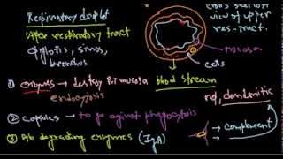 Haemophilus influenzae pathogenesis [upl. by Elbag]