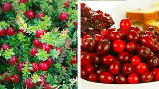 How to Plant Cranberries Easy Fruit Growing Guide [upl. by Alsi]