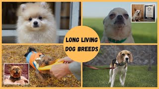 Top 10 Long Living Dog Breeds [upl. by Quirita291]