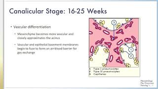 The Five Stages of Fetal Lung Development [upl. by Yrkcaz]