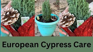 European Cypress Care  European Cypress Tree  Care of Cypress Plant [upl. by Karly]