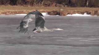 Great Blue Herons fight  Sea Gull got her fish back [upl. by Scot]