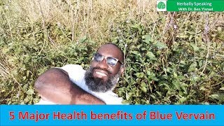 HERBALLY SPEAKING S3E4 5 Major benefits of Blue Vervain [upl. by Ettevy]