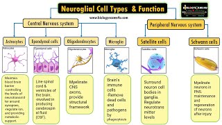 Neuroglial Cell Types by location and Basic function 6 Types of Glial cells and their function [upl. by Donata566]