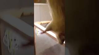 JUMBO RAT vs MONITOR LIZARD  LIVE FEEDING snake animal shorts [upl. by Frazer931]