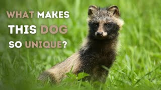 Meet the Raccoon Dog A Unique Canine from Asia [upl. by Solracesoj]