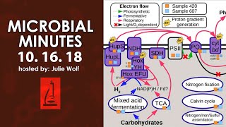 Ancient viruses addiction and underground cyanobacteria  Microbial Minutes [upl. by Tessy945]