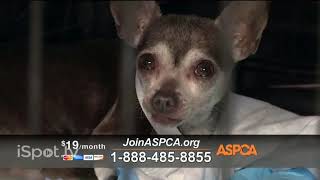 aspca commercial 2017 [upl. by Rea630]