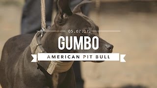 GUMBO AN AMAZING AMERICAN PIT BULL TERRIER [upl. by Julee]