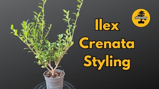 From Start to Bonsai Styling an Ilex Crenata Tree for the Future [upl. by Zoe]