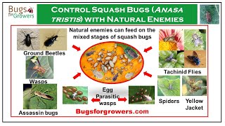 Natural Predators and Parasites for Squash Bug Management [upl. by Troxell519]