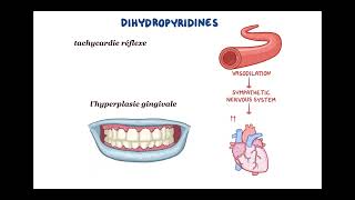 inhibiteur calcique HTA [upl. by Jesselyn796]