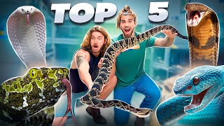 TOP 5 VENOMOUS SNAKES With ChandlersWildLife [upl. by Kellda]