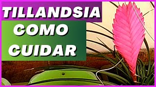 🌿 Como cultivar TILLANDSIA CYANEA [upl. by Harak]