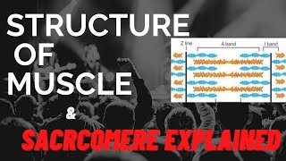 Sarcomere structure explained  Class 11  Structure of muscle fibre  Physiology neet biology [upl. by Niamor]