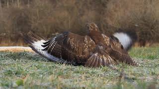 Myszołów  Buteo buteo [upl. by Inacana]