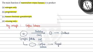 The main function of mammalian corpus luteum is to producea estrogen onlyb progesteronec h [upl. by Spada]