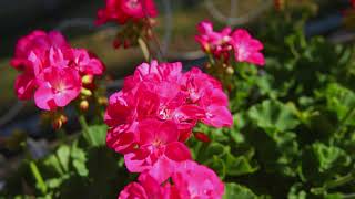 Pelargonium Zonale Sunrise® [upl. by Willie384]