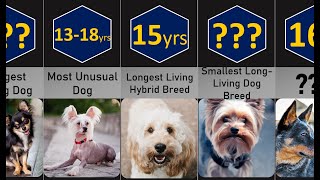 Longest Living Dog Breeds [upl. by Anamor112]