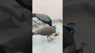 Peacock and Peahen Meets shorts peacock [upl. by Eelrac600]