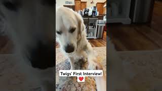 Twigs First Interview ❤️ doggieinterview Twigs doge [upl. by Latoyia]