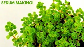 sedum makinoi cuidados donsuculento [upl. by Iruyas991]