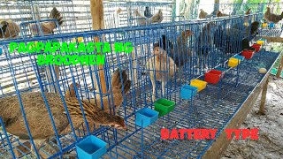 PAANO MAGPAKASTA NG INAHIN BATTERY TYPE BREEDING EPEKTIBONG BREEDING NG MANOK PANABONG  Vlog 12 [upl. by Melosa]