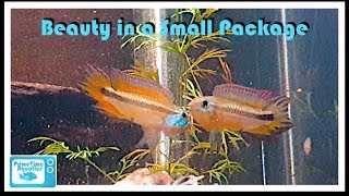 Apistogramma mendezi Breeding and Care [upl. by Abdul663]