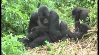 Gorillas mating footage Rwanda  World Primate Safaris [upl. by Nisa630]