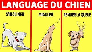 Comment Comprendre Ton Chien Le Langage Du Chien Expliqué [upl. by Nylodnewg510]