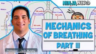 Respiratory  Mechanics of Breathing Expiration  Part 3 [upl. by Sotsirhc]