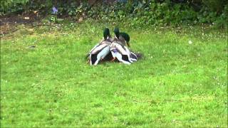 Mallard Ducks fighting to mate with female [upl. by Portia]