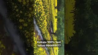 sent yellow Kolkata plants flower farming farmer plants plants nursery Raghu 9844919177 [upl. by Edgar]