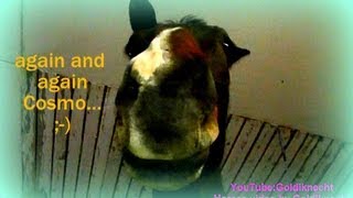 Funny Horses Komik Atlar again and again Cosmo Pferdevideo cheval drôle  搞笑动物 Смешные лошадей [upl. by Ola]