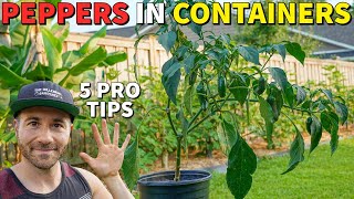 Grow The BEST Peppers In Containers In 5 Easy Steps [upl. by Herwig323]