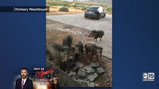 Couple uses Tesla to help clear pack of javelinas outside Scottsdale home [upl. by Ahsaeyt]