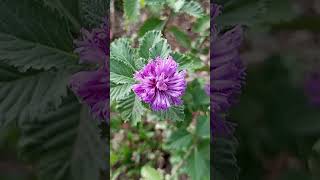 Brazilian Button Flower Centratherum punctatum [upl. by Elawalo]