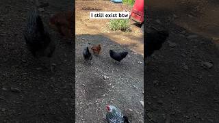 I still existchicken backyardchickens funnychickens funny rooster chicks chickens [upl. by Aimik]