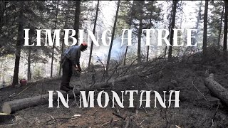 Expert Chainsaw Work  Cutting Log Branches in Big Sky Country  Montana [upl. by Aratas864]